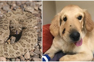 Ảnh: Paula Godwin.