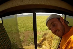 Vuốt ve trêu đùa sư tử châu Phi, hai du khách suýt phải nhận cái kết “đắng lòng“