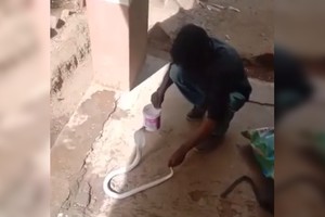 Hổ mang bạch tạng mò vào nhà dân