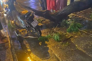 Một cây xanh bất ngờ bị đổ trong cơn mưa lớn, khiến 1 người đi đường tử vong tại chỗ.