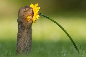 Sóc con tận hưởng hương vị của cuộc sống