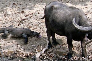 Cách thức độc đáo giúp rồng Komodo hạ gục con mồi to gấp 5 lần