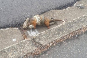 Ngủ gật ngã từ trên cây xuống đất, chồn túi trở thành bữa trưa của con trăn