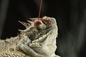 Loài động vật có vũ khí phòng vệ bá đạo: “Phun máu từ mắt“