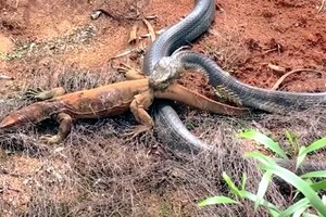 Vua của các loài rắn hạ sát con mồi chỉ bằng một cú đớp