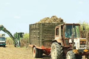Doanh nghiệp mía đường chông chênh hồi phục
