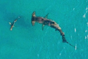 Cá mập đầu búa khổng lồ và chuyến đi săn hàng nghìn con mồi di cư xấu số