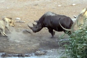 Tưởng dễ ăn, 3 con sư tử bị 1 con tê giác đang mang thai đuổi chạy “cong đuôi“