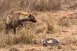 Một phút sơ sẩy, trăn đá châu Phi bị linh cầu “nẫng” mất con mồi