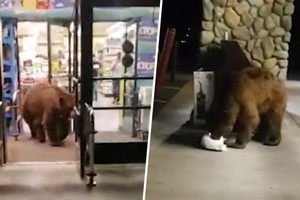 Chú gấu gần 3 m mò vào siêu thị kiếm đồ ăn rồi “đánh chén” luôn bên ngoài cửa