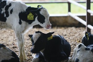 Mục tiêu Vinamilk đặt ra là trong vòng 3 - 5 năm đưa biên lợi nhuận của GTN lên bằng với Vinamilk.