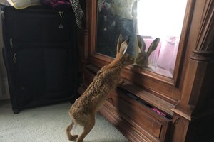 Thỏ thích soi gương...