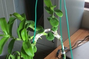 Lừa mua lan đột biến giá 1,47 tỷ đồng