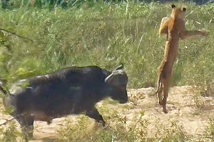 Trâu rừng "tả xung hữu đột", húc tung cả đàn sư tử hung dữ để giải cứu thằn lằn
