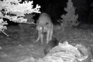 Bị cướp miếng ăn, chồn "Wolverine" quyết chiến với chó sói