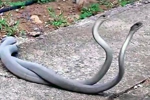 Thủ tục giao phối "rợn người" của loài rắn độc nguy hiểm nhất hành tinh