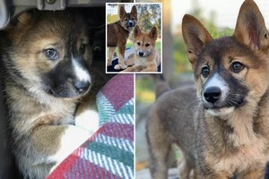 Tưởng là chuột túi Koala anh nông dân nhặt về nuôi, sau đó mới nhận ra đây là một loài động vật cực kỳ quý hiếm