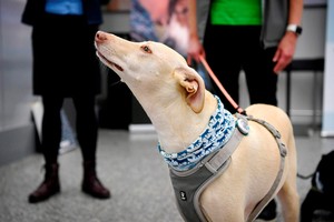 Phần Lan sử dụng chó để phát hiện người nhiễm Covid-19 tại sân bay