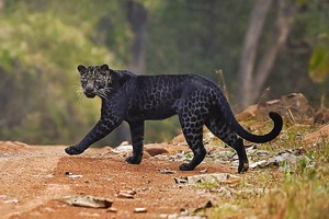 Báo đen cực kỳ quý hiếm tình cờ bị bắt gặp khi đang săn mồi