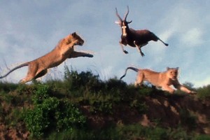 Sư tử kết thúc cuộc đi săn bằng màn "phi thân" tóm gọn con mồi trên không ngoạn mục