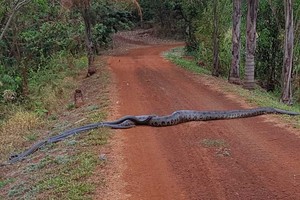 Trăn Nam Mỹ dài hơn 6 m băng qua đường, nhưng bất ngờ nằm ở những người "bạn đồng hành" đi cùng nó