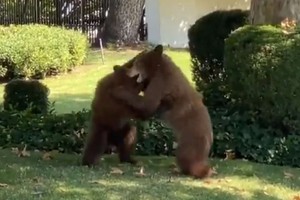 Nghe tin trình báo có đàn gấu xuất hiện nơi dân cư, khi đến nơi cảnh sát mới "ngã ngửa" vì bất ngờ