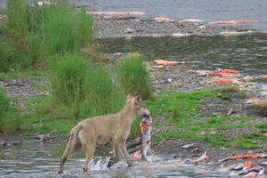Được mùa kỷ lục về số lượng cá hồi quay về sinh sản, dọc bờ sông "la liệt" xác cá bị ăn thịt