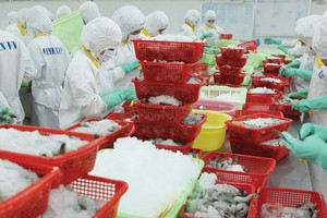 Sản phẩm tôm muốn thâm nhập các hệ thống tiêu thụ cấp cao phải đạt chuẩn nuôi ASC. Ảnh: Dũng Minh.