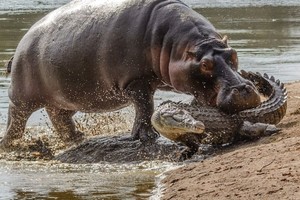 Hà mã nhỏ vô tư "cắn yêu" cá sâu sông Nile hung dữ nhận cái kết bất ngờ