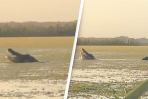 Cận cảnh cá sấu khổng lồ dài hơn 4 m "lạnh lùng" săn con mồi