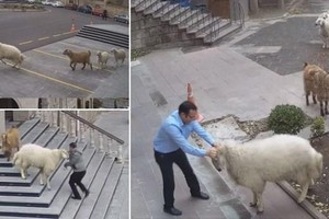 Cuộc “tập kích” chớp nhoáng Tòa thị chính thành phố ở Thổ Nhĩ Kỳ bởi liên quân dê và cừu