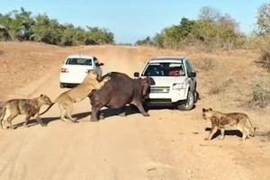 Bực tức vì bị đàn sư tử tấn công, con hà mã "điên cuồng" húc đầu vào xe người đi đường