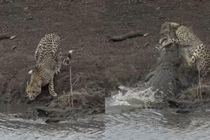 Bất cẩn khi uống nước, báo săn gêpa bị cá sấu chúa kéo xuống hồ ăn thịt