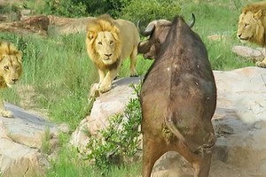 Liên quân 3 con sư tử đực thiện chiến vây bắt trâu rừng châu Phi