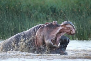 Khi loài động vật nguy hiểm bậc nhất ở châu Phi không giữ được "cái đầu lạnh"