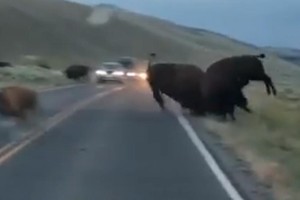 Tranh giành con cái, bò rừng bison húc nhau chí tử giữa đường cao tốc 