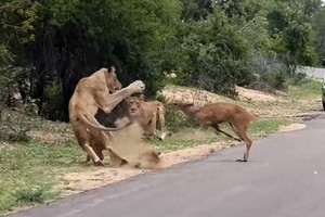 Kỳ lạ, con linh dương chạy thục mạng đến dâng hiến bản thân mình cho đàn sư tử