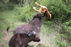 Mãi là huynh đệ tốt, trâu rừng không màng nguy hiểm, húc văng con sư tử lên không trung giải cứu bạn mình
