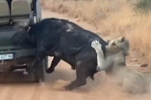 Bị đàn sư tư săn đuổi, con trâu hoảng loạn húc tung xe của khách du lịch