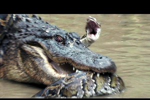 Trận chiến căng não giữa hai "kỳ phùng địch thủ" trăn khổng lồ và cá sấu