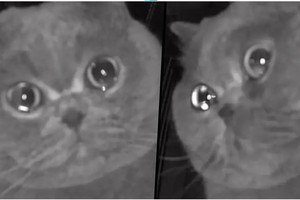 Mèo cưng rưng rưng nước mắt khi bị chủ nhân bỏ lại một mình