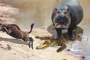 Kịch tính như phim hành động, đàn hà mã liên thủ tấn công đàn cá sấu để giải cứu con linh dương đầu bò