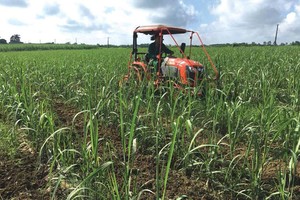 Doanh nghiệp mía đường trong nước đón tin vui