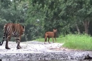 Hổ Bengal đua tốc độ cùng sói đỏ, nhận cái kết hài hước