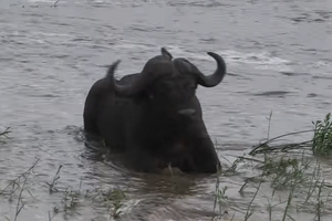 Ngủ say quá, cặp trâu rừng suýt bị nước lũ cuốn trôi theo dòng nước