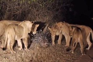 Con nhím trong vòng vây của đàn sư tử.