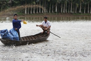 Các doanh nghiệp thủy sản đang nhìn thấy rõ ảnh hưởng của việc giá thức ăn chăn nuôi tăng. Ảnh Dũng Minh