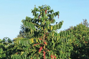 Đạm Phú Mỹ: Một năm vượt khó thành công