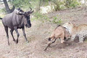 Rớt nước mắt trước nỗ lực giải cứu con nhỏ của linh dương đầu bò trước báo săn tinh quái