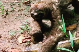 Quá lười để phải sợ: Bị trăn Anaconda khổng lồ ngáng đường, hành động của con lười khiến kẻ săn mồi phải "sững cả người"